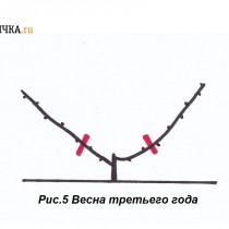 Ранней весной обрезают оба рукава на 2 почки Ранней весной обрезают оба рукава на 2 почки