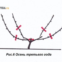 Осенью снова проводят обрезку лозы на 2 почки Осенью снова проводят обрезку лозы на 2 почки