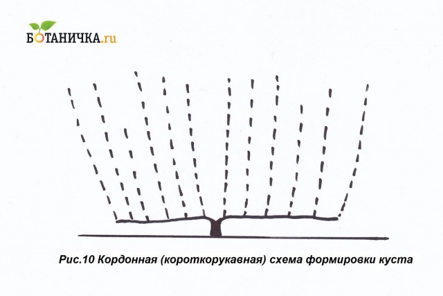 Кордонная схема формирования винограда Кордонная схема формирования винограда