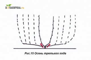 Осенью срезают отплодоносившие ветви, вместе с рукавами Осенью срезают отплодоносившие ветви, вместе с рукавами