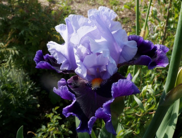 Большинство фиолетовых сортов имеют классический аромат ириса