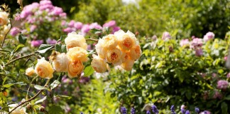 10 цветов, которые наполнят сад неповторимыми ароматами