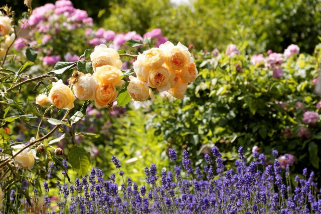 10 цветов, которые наполнят сад неповторимыми ароматами 