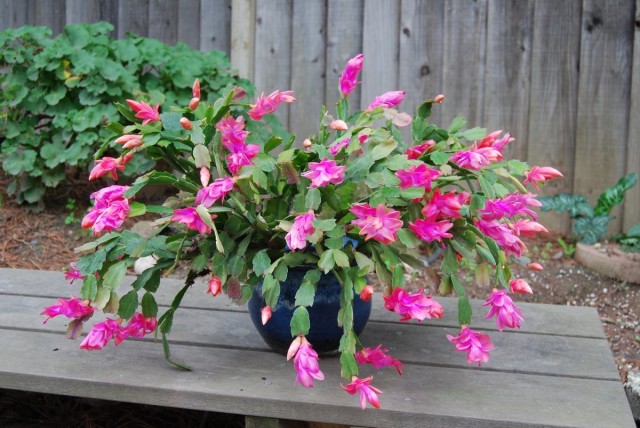 Шлюмбергера (Schlumbergera) Шлюмбергера (Schlumbergera)