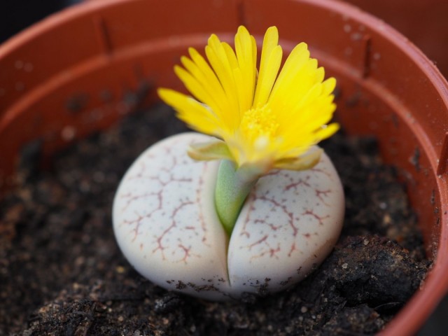 Литопс (Lithops) Литопс (Lithops)