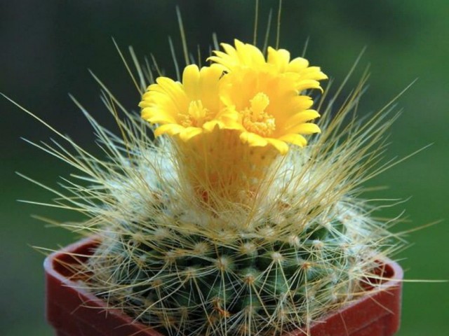 Пародия золотистоиглая (Parodia chrysacanthion) Пародия золотистоиглая (Parodia chrysacanthion)