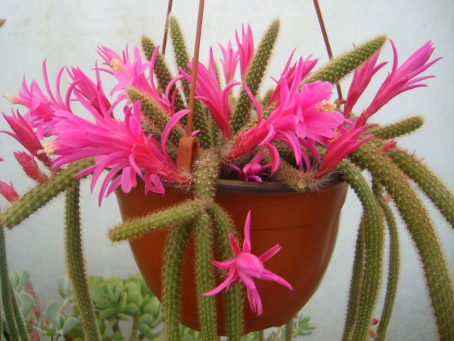 Дизокактус плетевидный (Disocactus flagelliformis) Дизокактус плетевидный (Disocactus flagelliformis)