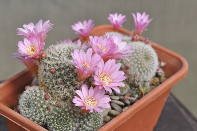 Ребуция (Rebutia) Ребуция (Rebutia)