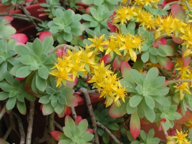 Очиток (Sedum) Очиток (Sedum)