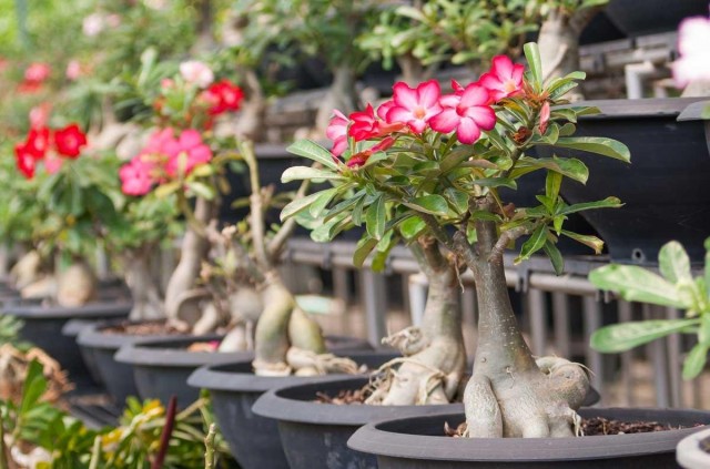 Адениум тучный (Adenium obesum) Адениум тучный (Adenium obesum)