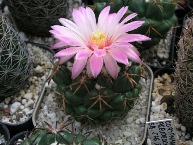 Корифант (Coryphantha pycnacantha) Корифант (Coryphantha pycnacantha)
