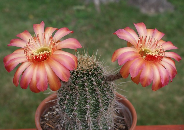 Эхинопсис (Echinopsis) Эхинопсис (Echinopsis)