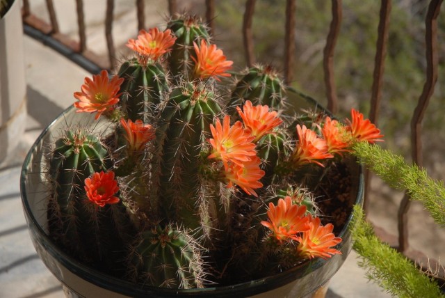 Эхиноцереус (Echinocereus) Эхиноцереус (Echinocereus)