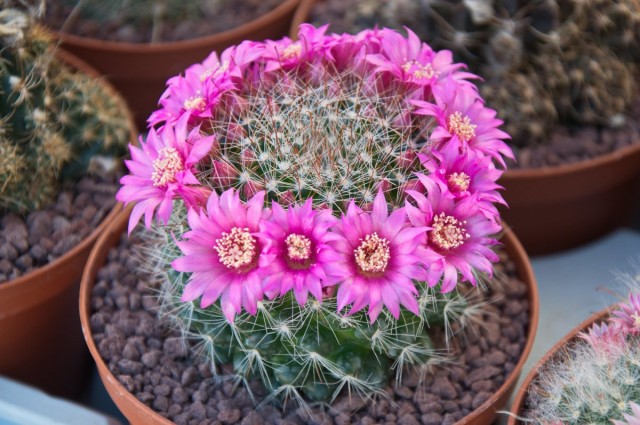 Маммилярия (Mammillaria) Маммилярия (Mammillaria)