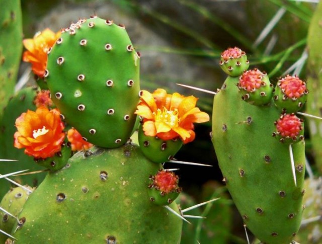 Опунция (Opuntia) Опунция (Opuntia)