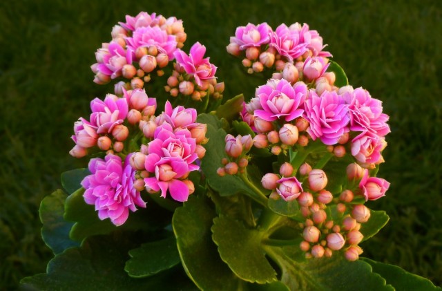 Каланхоэ (Kalanchoe) Каланхоэ (Kalanchoe)