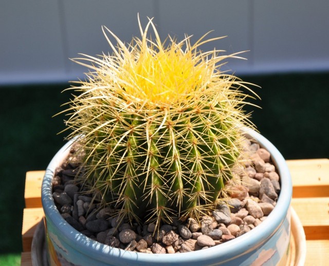Эхинокактус Грузона (Echinocactus grusonii) Эхинокактус Грузона (Echinocactus grusonii)