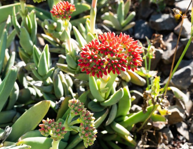 Толстянка серповидная (Crassula perfoliata var. falcata) Толстянка серповидная (Crassula perfoliata var. falcata)