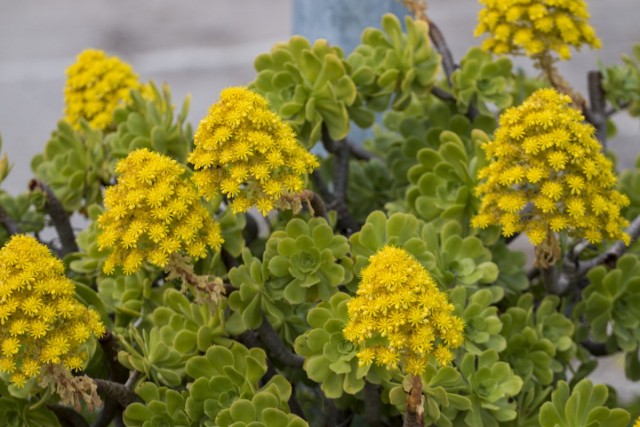 Эониум древовидный (Aeonium arboreum) Эониум древовидный (Aeonium arboreum)