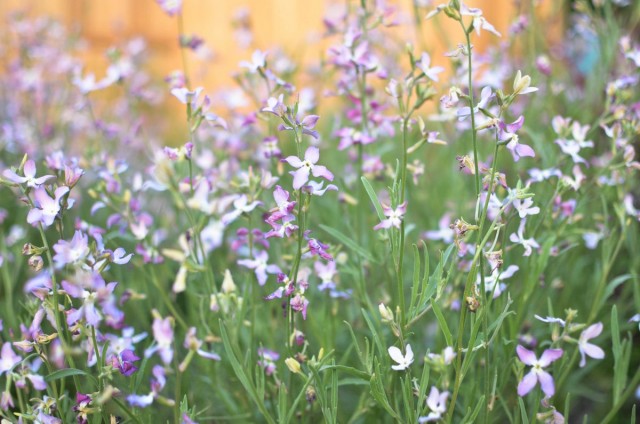 Маттиола двурогая (Matthiola longipetala) Маттиола двурогая (Matthiola longipetala)