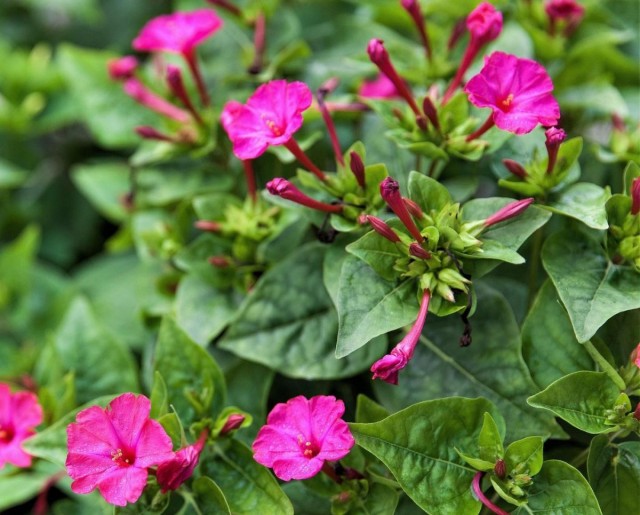 Мирабилис (Mirabilis) Мирабилис (Mirabilis)