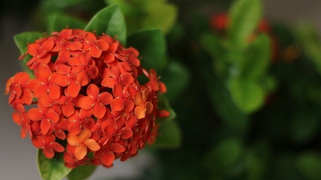 Иксора (Ixora) Иксора (Ixora)