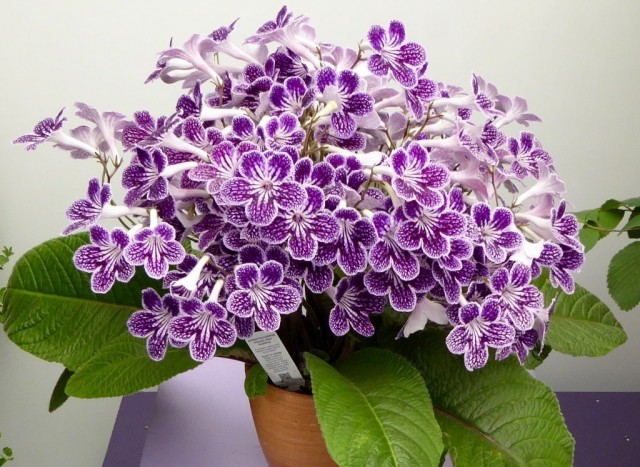 Стрептокарпус (Streptocarpus) Стрептокарпус (Streptocarpus)