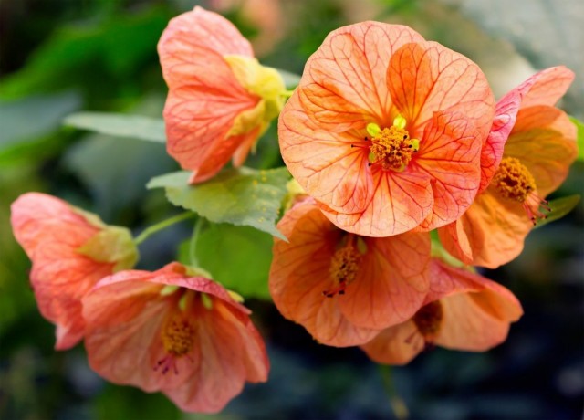 Абутилон (Abutilon) Абутилон (Abutilon)