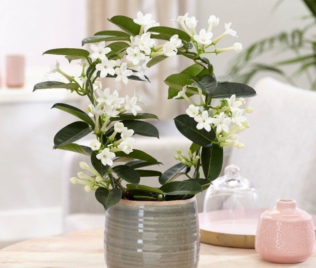 Стефанотис обильноцветущий (Stephanotis floribunda) Стефанотис обильноцветущий (Stephanotis floribunda)