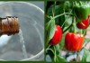 7 аптечных средств от болезней и вредителей растений