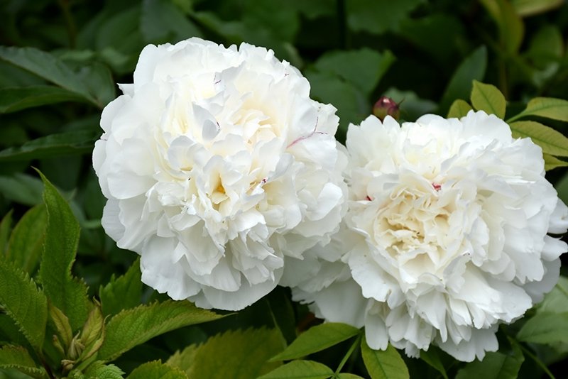 Paeonia-lactiflora-Duchesse-de-Nemours-1