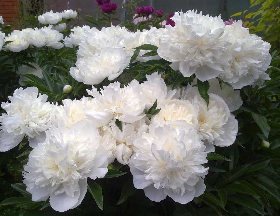 Paeonia-lactiflora-Duchesse-de-Nemours-2