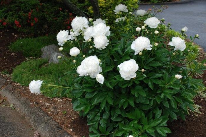 Paeonia-lactiflora-Duchesse-de-Nemours-3