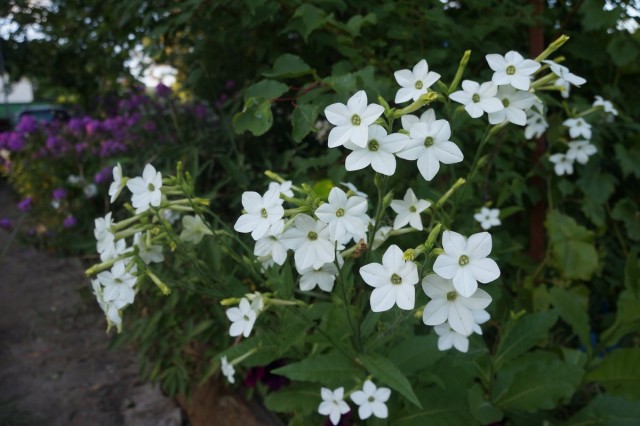 Табак душистый (Nicotiana suaveolens) Табак душистый (Nicotiana suaveolens)