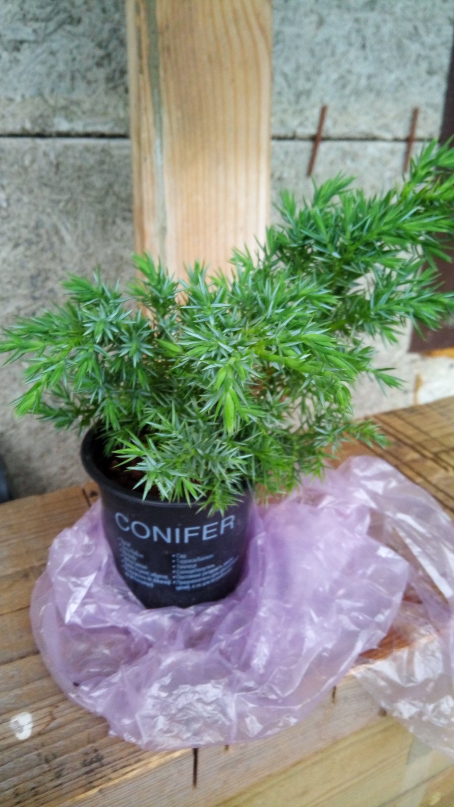 conifer