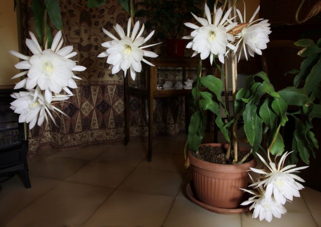 Эпифиллюм остролепестный (Epiphyllum oxypetalum) Эпифиллюм остролепестный (Epiphyllum oxypetalum)