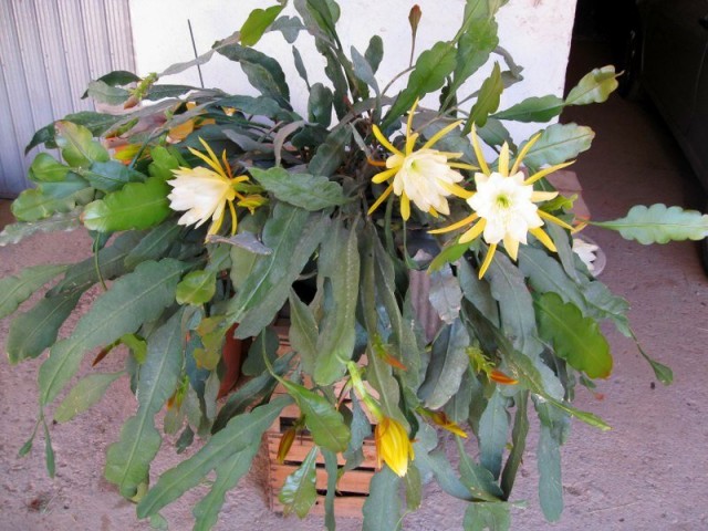 Эпифиллюм зазубренный (Epiphyllum crenatum) Эпифиллюм зазубренный (Epiphyllum crenatum)