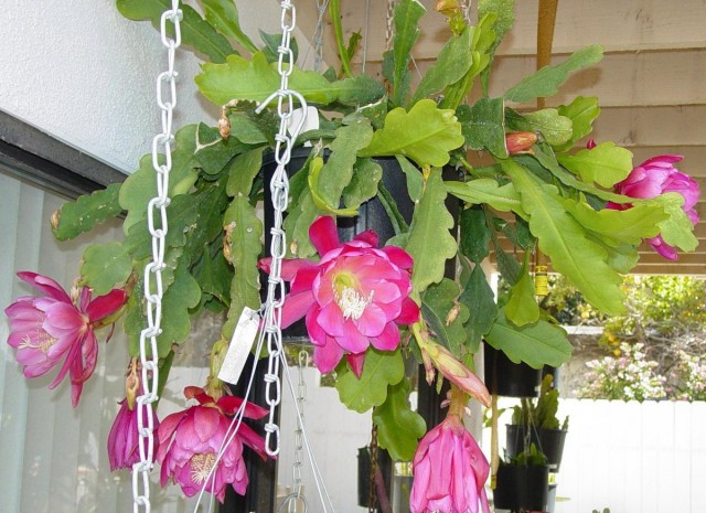 Эпифиллюм 'Meadow Rose' Эпифиллюм 'Meadow Rose'