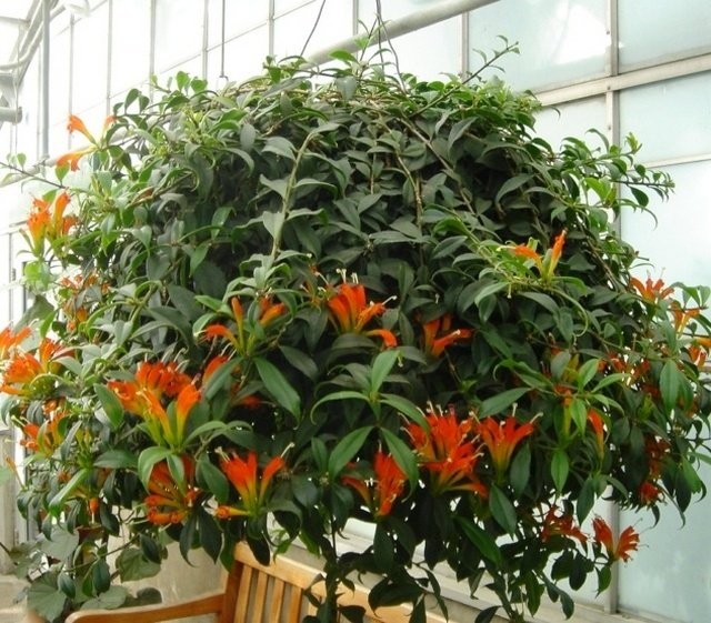 Эсхинантус красивый (Aeschynanthus speciosus) Эсхинантус красивый (Aeschynanthus speciosus)