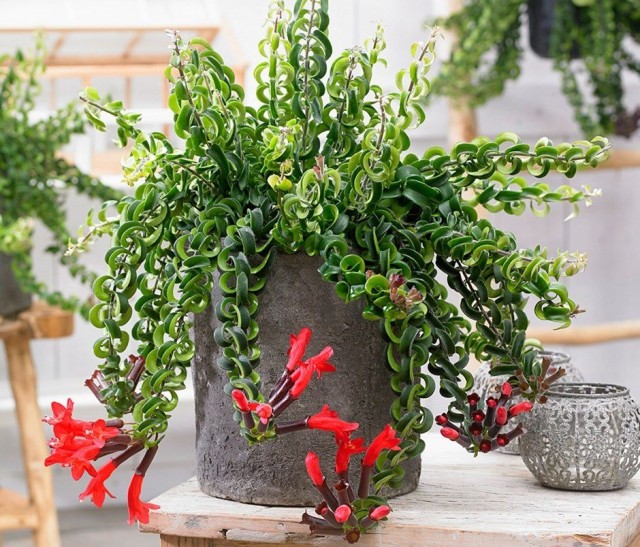 Эсхинантус Раста (Aeschynanthus rasta) «Твистер» Эсхинантус Раста (Aeschynanthus rasta) «Твистер»