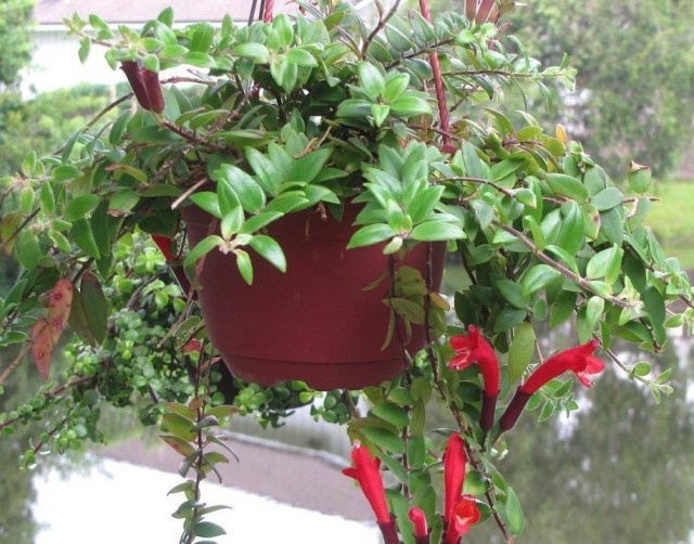 Эсхинантус укореняющийся (Aeschynanthus radicans) Эсхинантус укореняющийся (Aeschynanthus radicans)