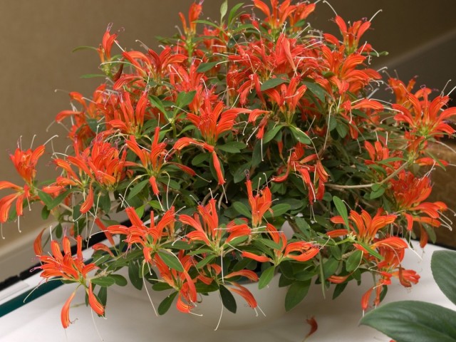 Эсхинантус укореняющийся (Aeschynanthus radicans) Эсхинантус приземистый (Aeschynanthus humilis)