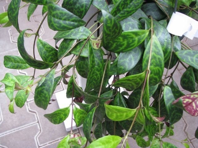 Эсхинантус укореняющийся (Aeschynanthus radicans) Эсхинантус длиностебельный (Aeschynanthus longicaulis)