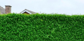 Лучшие кустарники для создания живой изгороди в полутени