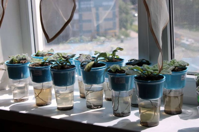 Фиалки - комнатные растения, которые смело можно оставить надолго без присмотра, обеспечив им фитильный полив