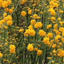 Керрия японская 'Pleniflora' Керрия японская 'Pleniflora'