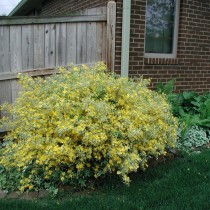 Керрия японская 'Variegata' Керрия японская 'Variegata'