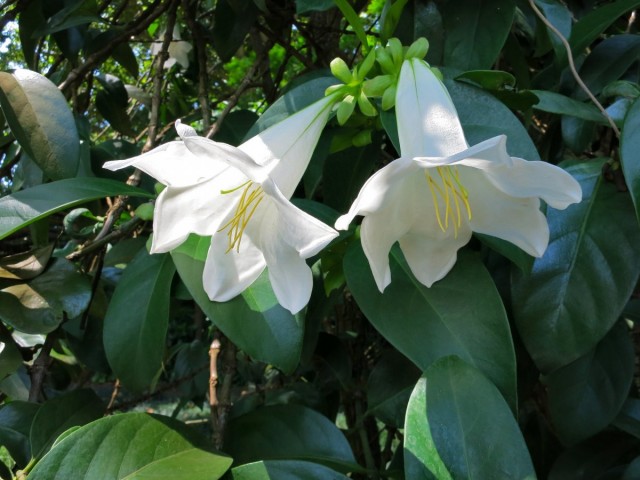 Портландия крупноцветковая (Portlandia grandiflora)