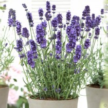 Лаванда узколистная (Lavandula angustifolia) Лаванда узколистная (Lavandula angustifolia)