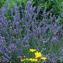 Лаванда гибридная (Lavandula x intermedia) Лаванда гибридная (Lavandula x intermedia)